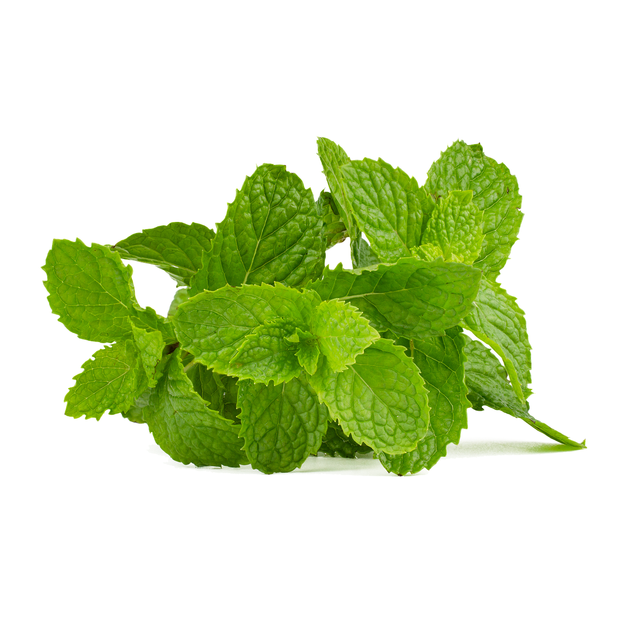 mint, mint leaf, green, peppermint, healthy, drink, health, healing, leaves, soda, herbs, aroma, taste, tea, refreshment, fresh, leaf, nature, mint, mint, mint, mint, mint, peppermint